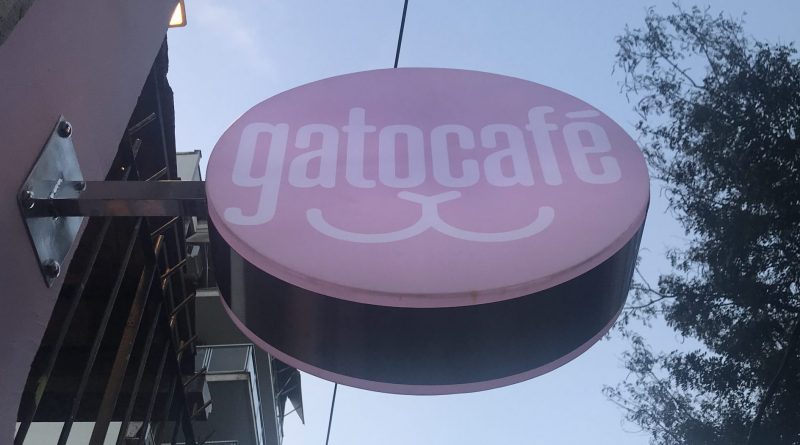 gatos cafe