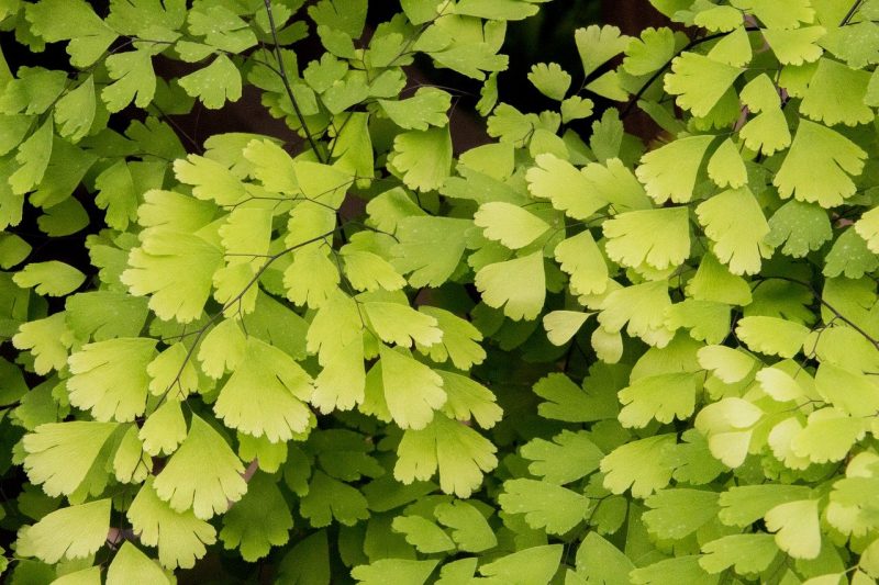 avenca-planta-escuro