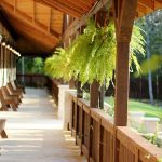 plantas ambiente sem sol