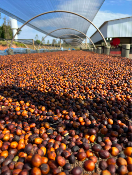 Amor Espresso_Fazenda_Divulgacao